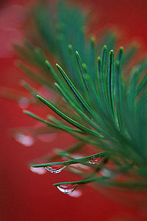 Casa Verde:  Save the Christmas Trees!